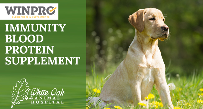 How To Use A Blood Protein Supplement For Dog Immunity