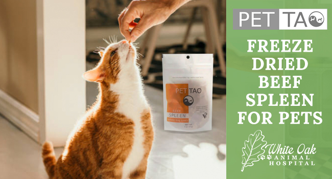 Why Feed Cats and Dogs Freeze Dried Beef Spleen For Pets at white oak animal hospital, fairview animal clinic, petvet, fairview tn veterinarian, animalia