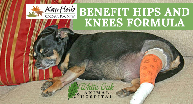 image for: Help Your Pup After Dog ACL Surgery With Herbal Supplements