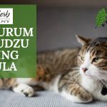 image for: Give Your Pet Natural Herbs For Cat Nervous System Problems