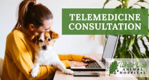 Benefits Of A Telemedicine Consultation For Pets at white oak animal hospital, fairview animal clinic, petvet, fairview tn veterinarian, animalia