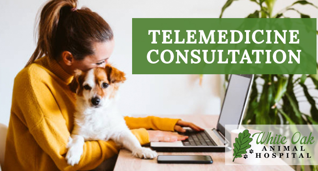 image for: Benefits Of A Telemedicine Consultation For Pets