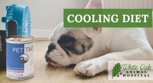 How A Cooling Diet Helps A Dog at white oak animal hospital, fairview animal clinic, petvet, fairview tn veterinarian, animalia