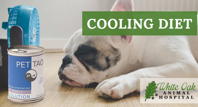image for: How A Cooling Diet Helps A Dog