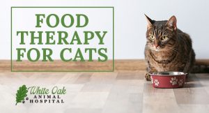 Food Therapy for Cats at white oak animal hospital, fairview animal clinic, petvet, fairview tn veterinarian, animalia