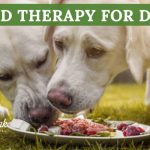 Why Try Food Therapy For Dogs? at white oak animal hospital, fairview animal clinic, petvet, fairview tn veterinarian, animalia