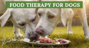 Why Try Food Therapy For Dogs? at white oak animal hospital, fairview animal clinic, petvet, fairview tn veterinarian, animalia