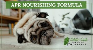 image for: Why Herbal Treatment May Benefit Hypothyroidism In Dogs
