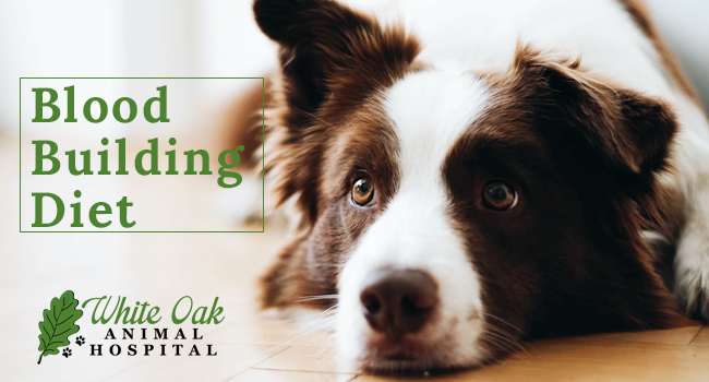 image for: Does Your Dog Need A Blood Building Diet?