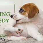 image for: An All Natural Dog Itching Remedy