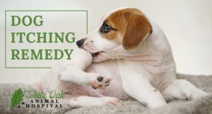 An All Natural Dog Itching Remedy at white oak animal hospital, fairview animal clinic, petvet, fairview tn veterinarian, animalia