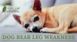 image for: How To Treat Dog Rear Leg Weakness With Herbal Remedies