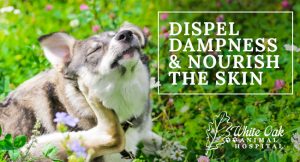 image for: How Dispel Dampness And Nourish The Skin Alleviates Dog Itching