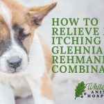 image for: How To Relieve Dog Itching With Glehnia And Rehmannia Combination