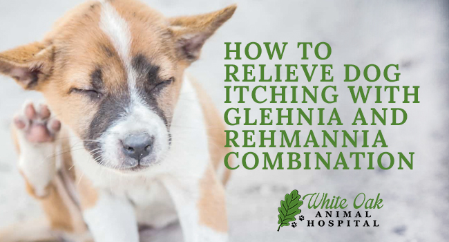 image for: How To Relieve Dog Itching With Glehnia And Rehmannia Combination