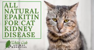 Why Try All Natural Epakitin For Cat Kidney Disease at white oak animal hospital, fairview animal clinic, petvet, fairview tn veterinarian, animalia