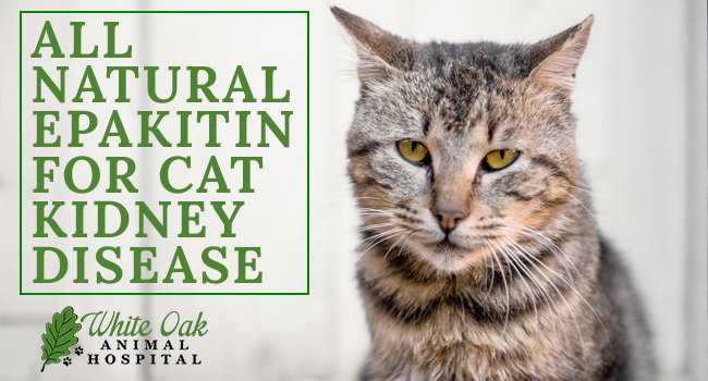 image for: Why Try All Natural Epakitin For Cat Kidney Disease