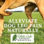 image for: Learn How To Alleviate Dog Leg Pain Naturally
