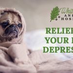 image for: Find Relief For Your Pup’s Dog Depression With Natural Herbs