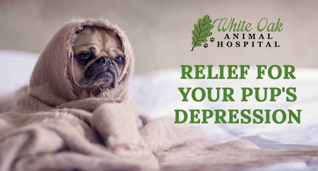 Find Relief For Your Pup’s Dog Depression With Natural Herbs at white oak animal hospital, fairview animal clinic, petvet, fairview tn veterinarian, animalia