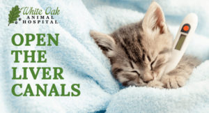 Cat Liver Problems and Herbal Solutions