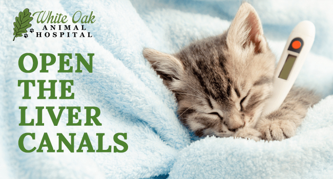 image for: Cat Liver Problems and Herbal Solutions