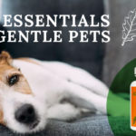 All Natural Herbs For When Your Dog is Lethargic at white oak animal hospital, fairview animal clinic, petvet, fairview tn veterinarian, animalia