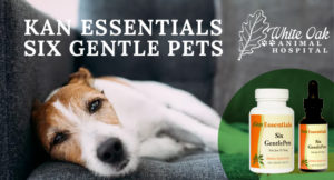 All Natural Herbs For When Your Dog is Lethargic