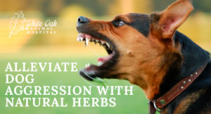 image for: How to Alleviate Dog Aggression With Natural Herbs
