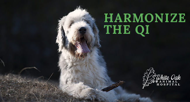 image for: Herbal Supplements For An Aging Dog Losing Balance