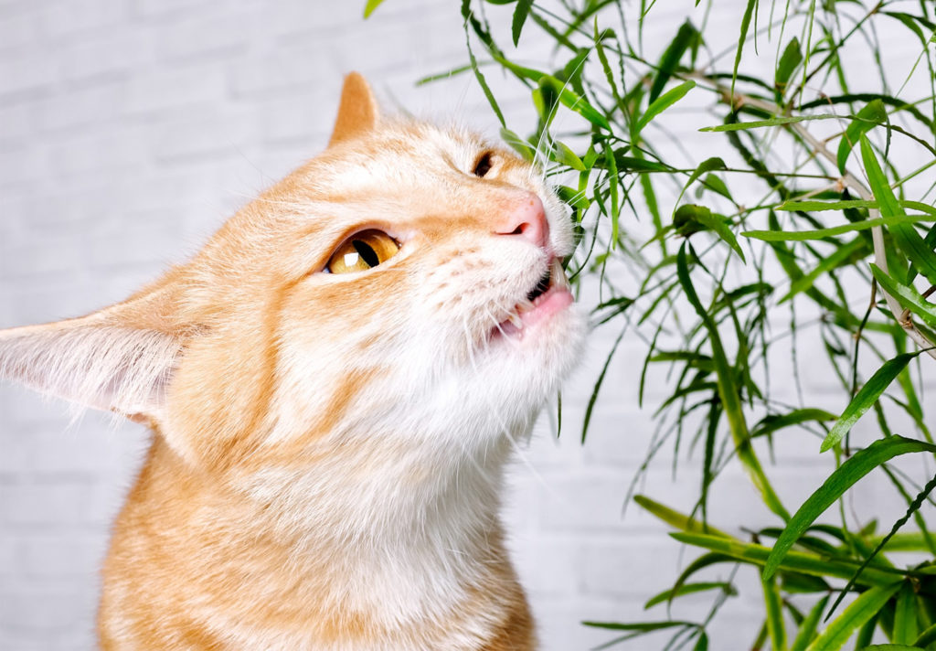 The Cat Herbal Remedy An Amazing Tool to Help You