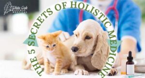 5 Secrets of holistic medicine650x350px