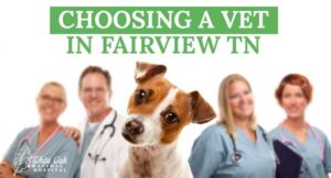 choosing a veterinarian in fairview tn