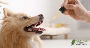 Dog Herbal Medication