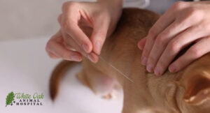 Pet acupuncture