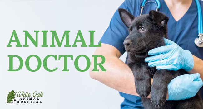 Roles of Animal Doctor