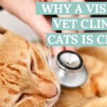 why a visit to a vet clinic for cats is crucial: recognizing the top 5 cat conditions