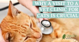 Visti to a vet clinic for a cat is crucial650x350