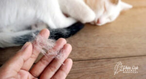 cat hair loss