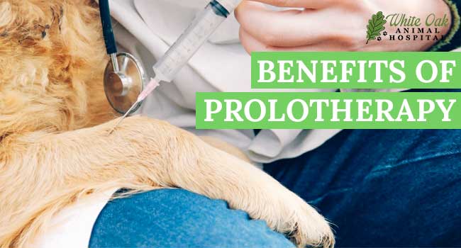 benefits of prolotherapy at white oak animal hospital in fairview tn