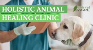 Holistic Animal Healing Clinic