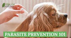 Pet prevention 101