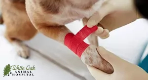 first aid given to injured pet