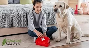 first aid ready for dog