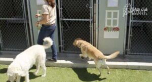 staff at kennel