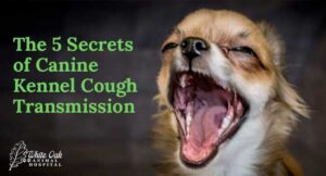 Canine Kennel Cough