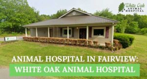 Animal Hospital in Fairview