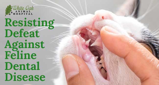 Feline Dental Disease