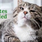 Feline Diabetes Decoded 1