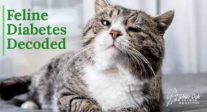 Feline Diabetes Decoded 1